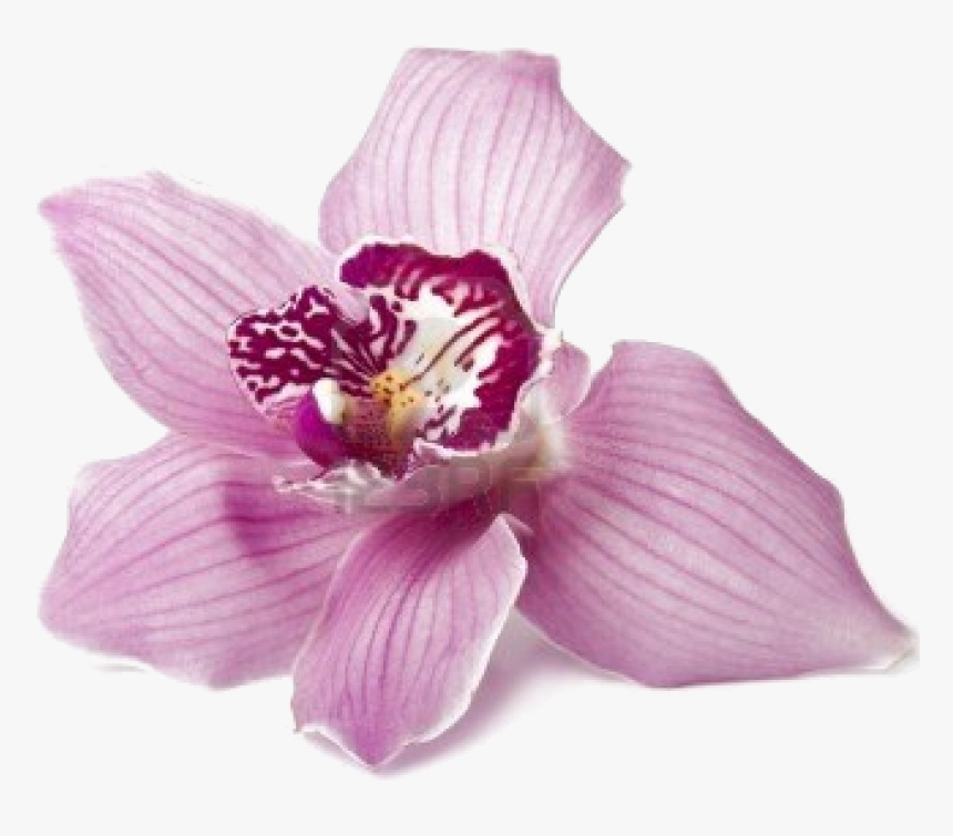 Orchid Suburbia Chs Ltd - Orquidea Png, Transparent Png, Free Download