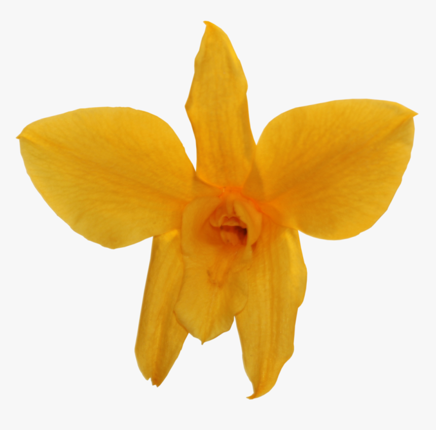 Narcissus, HD Png Download, Free Download