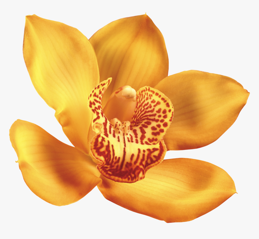Орхидея Иконка, HD Png Download, Free Download