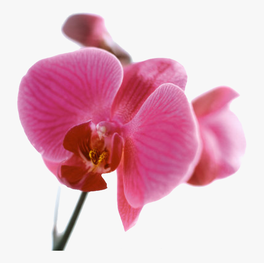 Com Peach Color Printmaking Blossom,pink Allposters - Pink Orchid, HD Png Download, Free Download