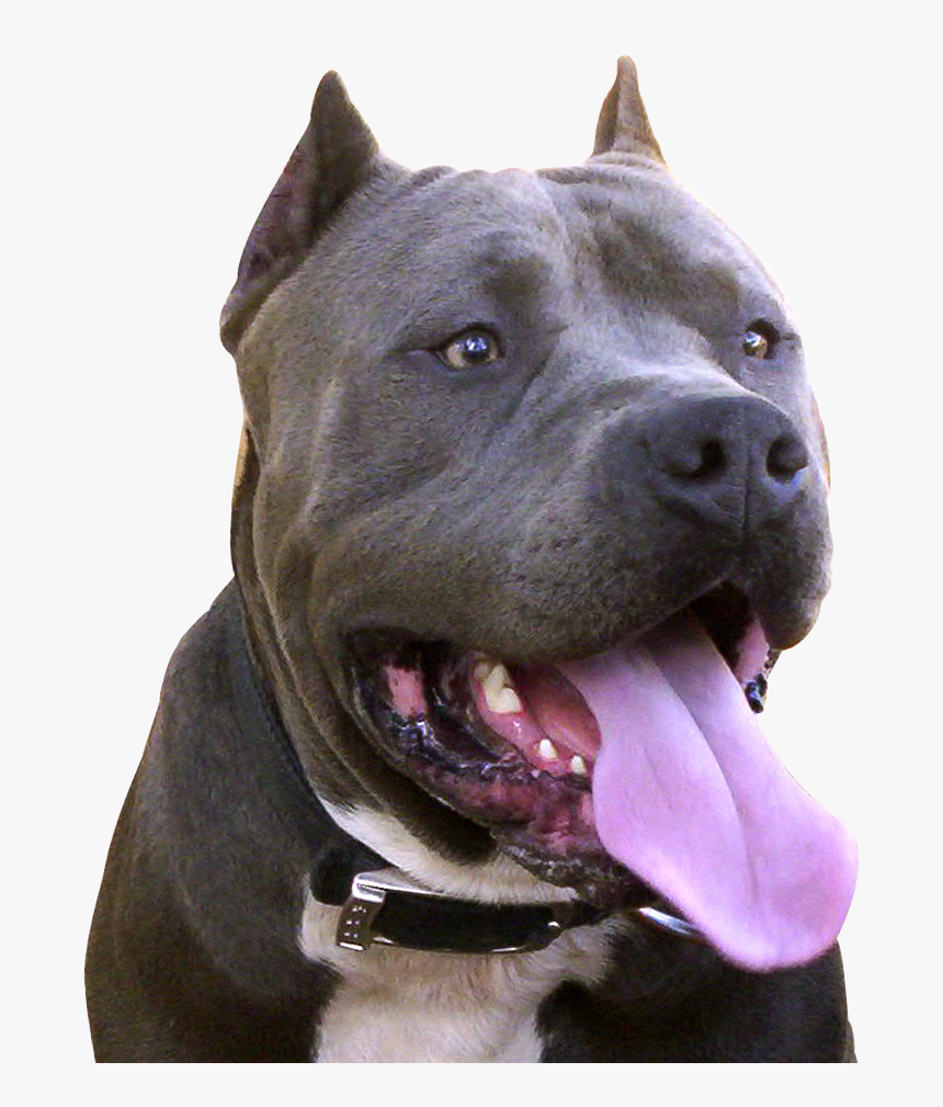 Pit Bulls, HD Png Download, Free Download