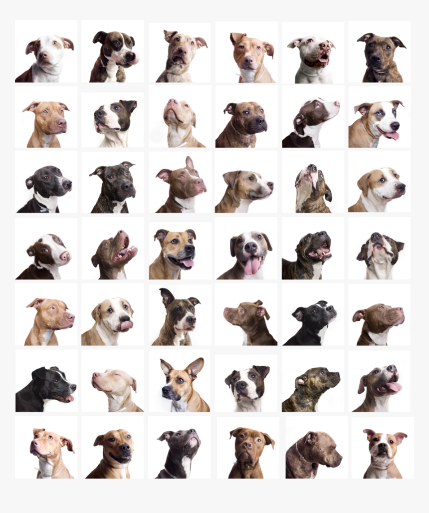 Peanut Butter Pit Bull - Chocolate Pit Bull, HD Png Download, Free Download