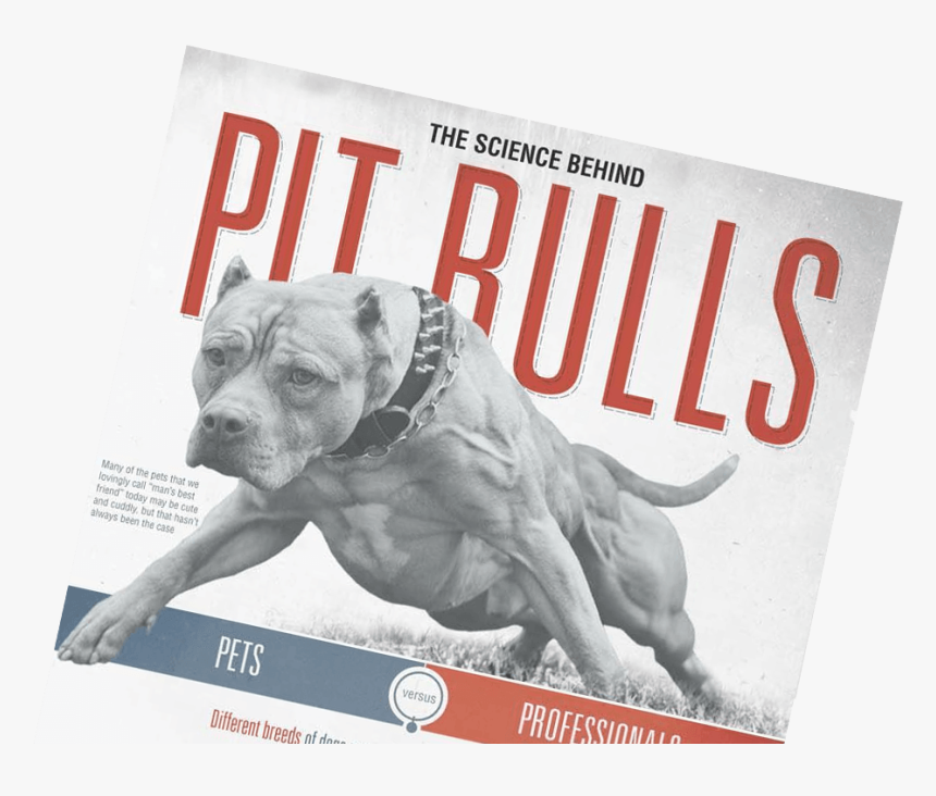 Pitbull Infographic - Pit Bull, HD Png Download, Free Download