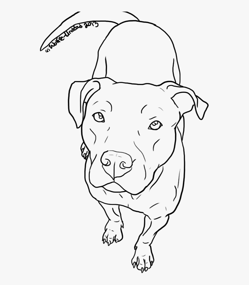 American Pit Bull Terrier Drawing Line Art - Red Nose Pitbull Drawing, HD Png Download, Free Download