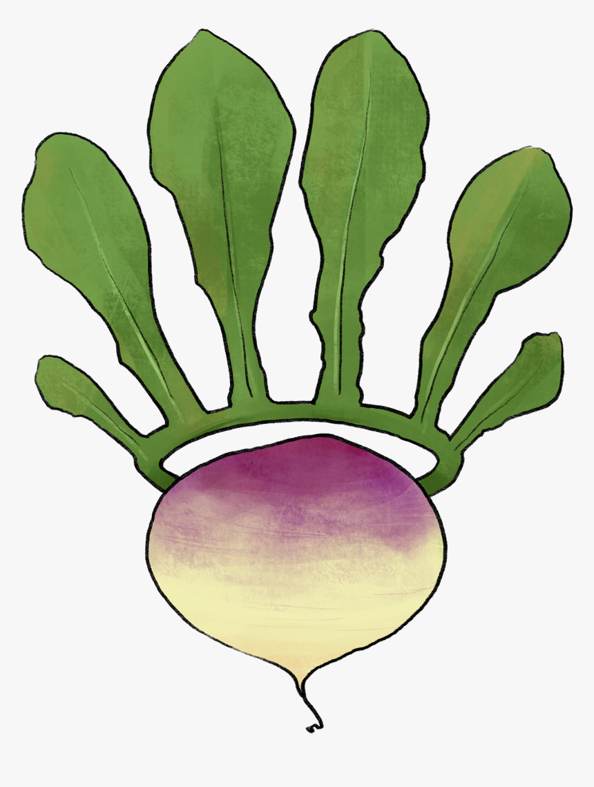 Illustration Of A Turnip With A Leaf Crown - Chard, HD Png Download, Free Download