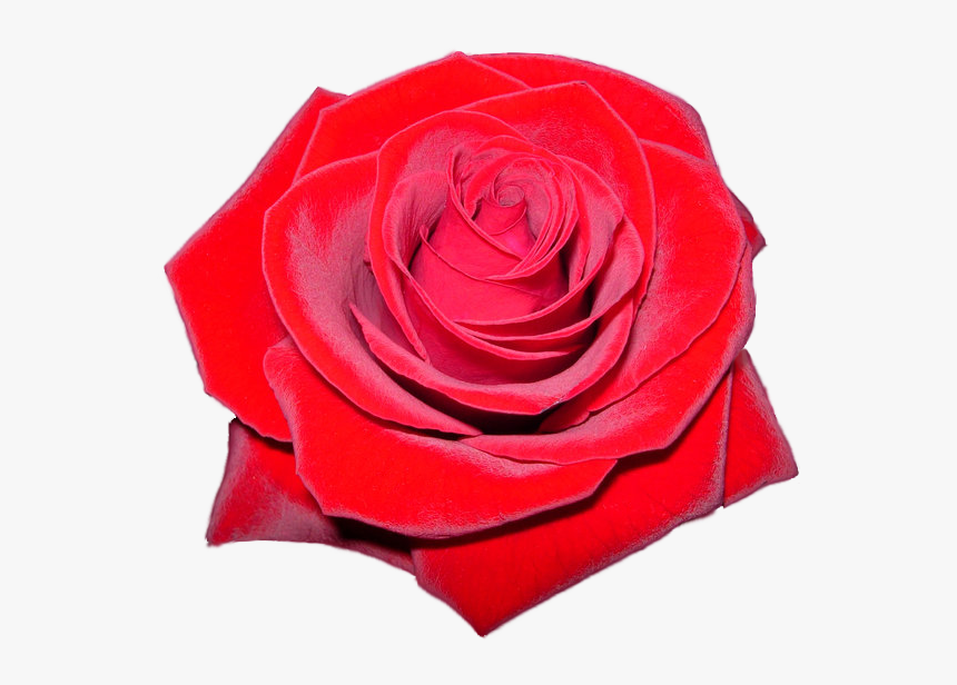 Red Rose Clipart - Rose Hd Logo Transparent, HD Png Download, Free Download