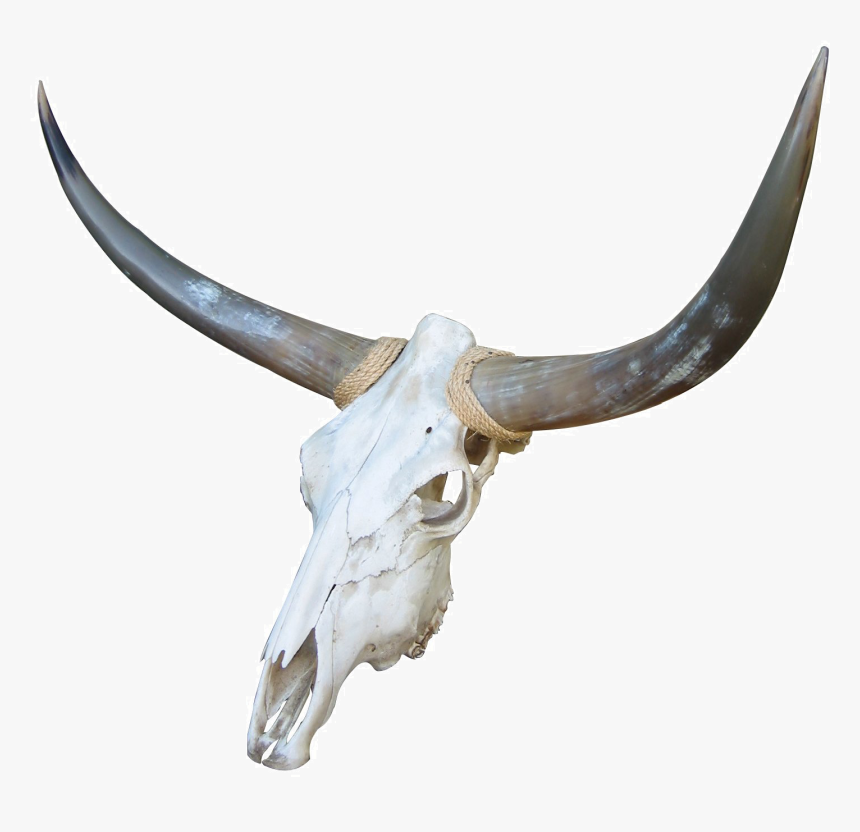 Red, White, And Blue Cattle Bone Goat - Bone Of Cows Skull, HD Png Download, Free Download