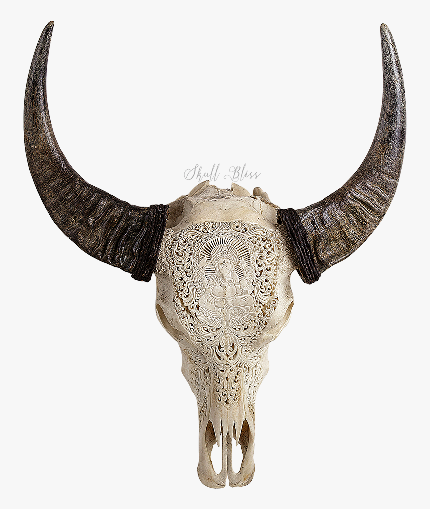 Human Skull Symbolism Horn American Bison Cattle - Skull Animals, HD Png Download, Free Download