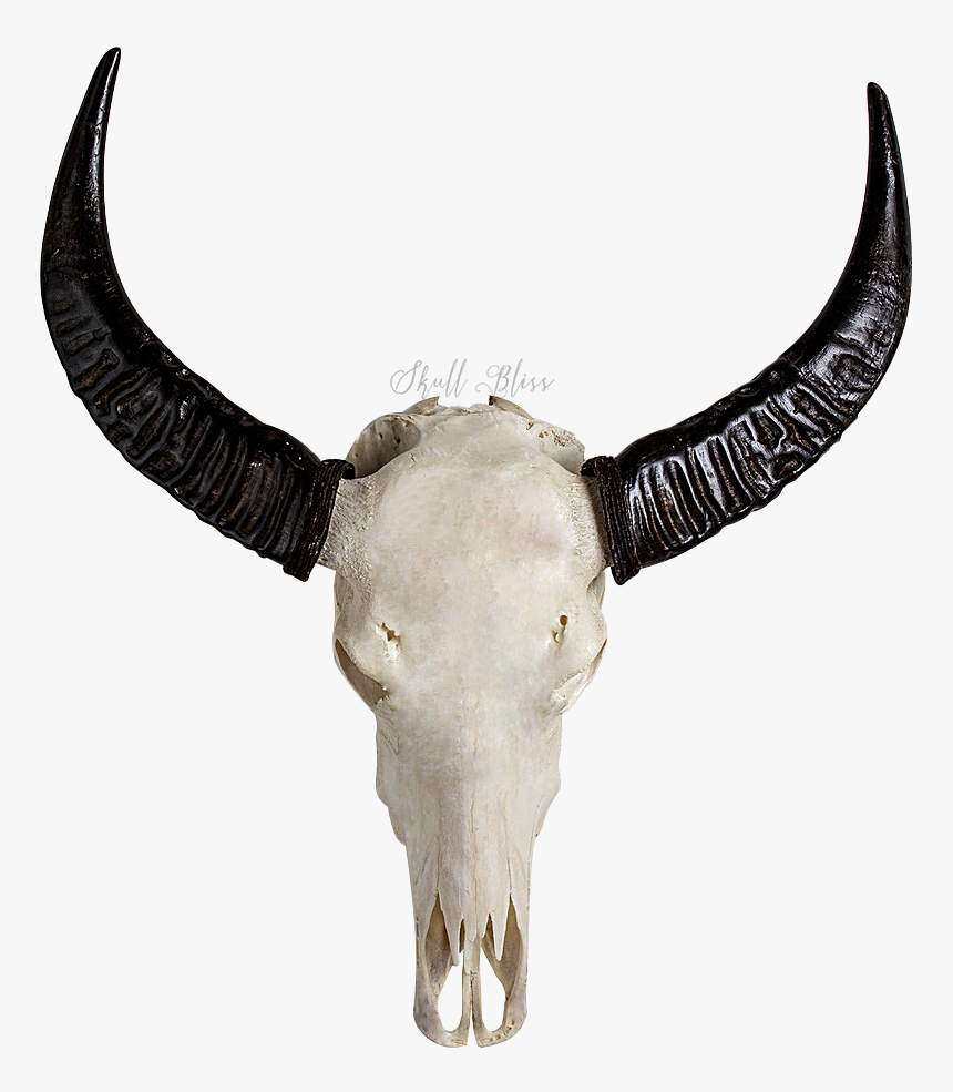 Horn Skull Bone Cattle Carving - Buffalo Skull, HD Png Download, Free Download