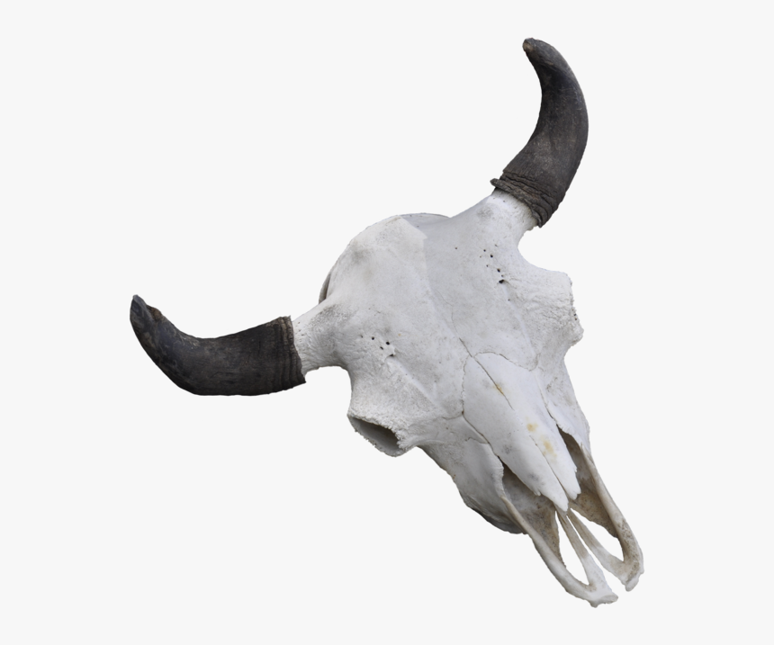 Cattle Skull Jeffrey Horn - Bull, HD Png Download, Free Download