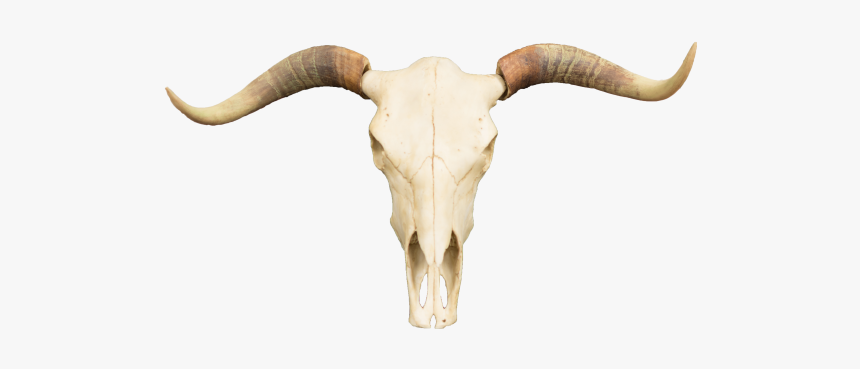 Polyresin Steer Skull - Skull, HD Png Download, Free Download