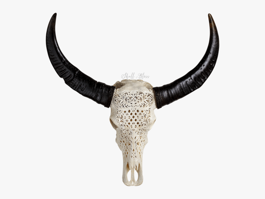 Transparent Real Skull Png - Bull, Png Download, Free Download