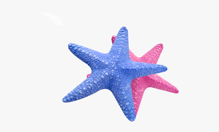 Sea Star Transparent - Sea Star Png, Png Download, Free Download