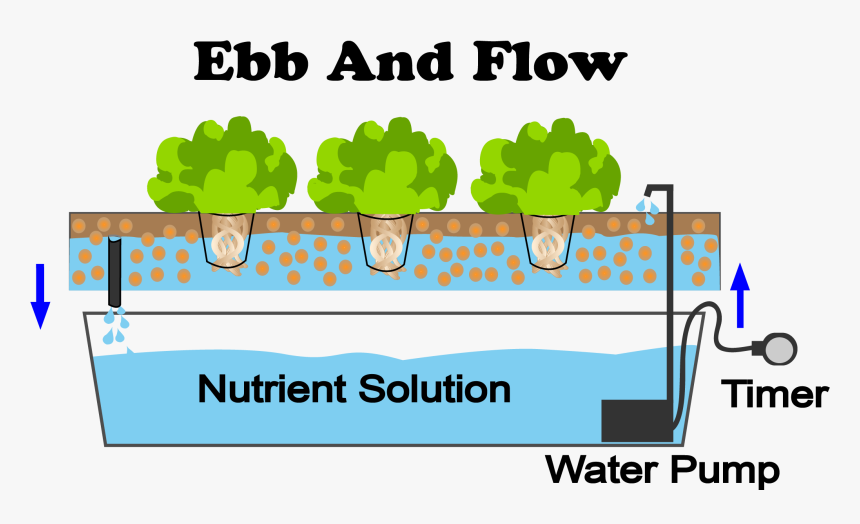 What Are The Best Plants To Grow With An Ebb And Flow, HD Png Download, Free Download