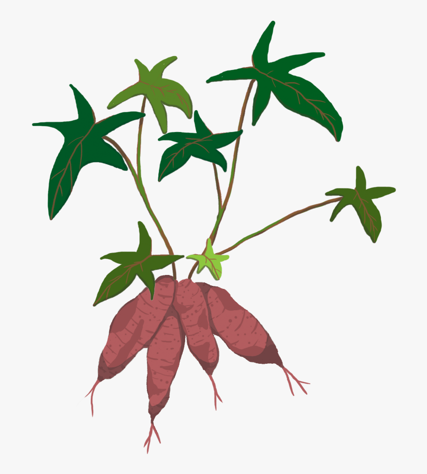 Sweet Potato Plant Clipart, HD Png Download, Free Download