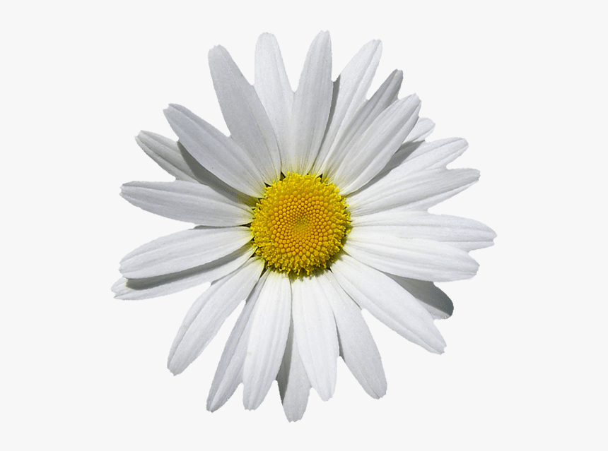 Jd Element - Marguerite Png, Transparent Png, Free Download