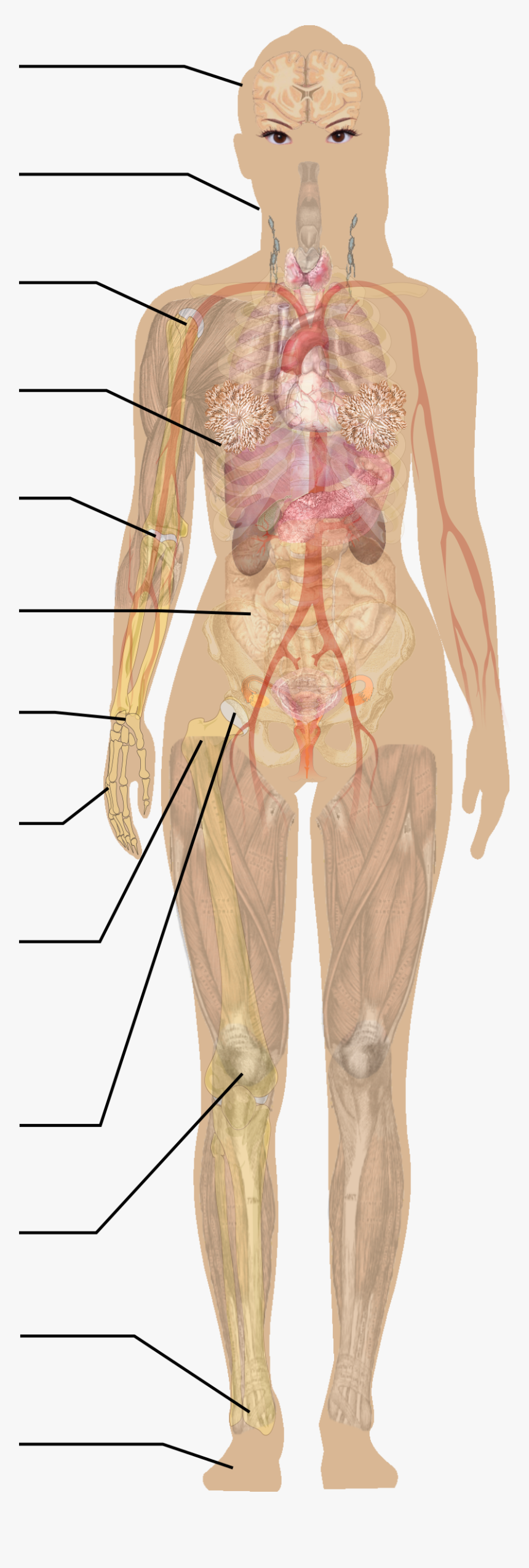 Human Body Without Label, HD Png Download, Free Download