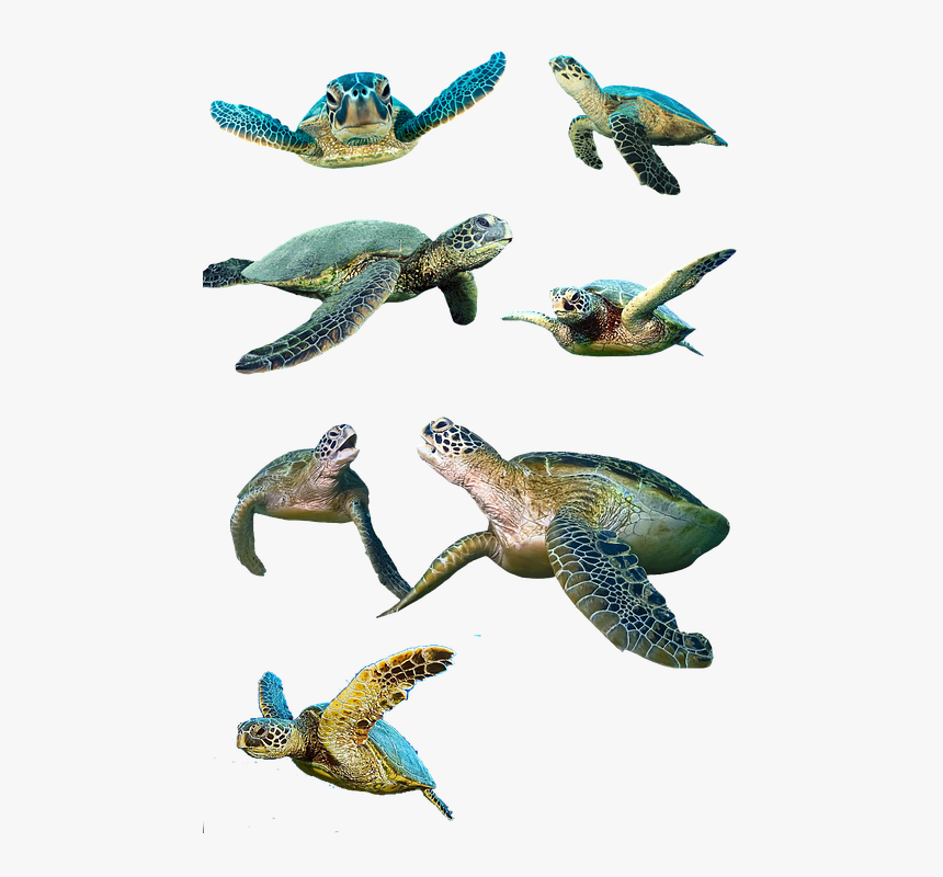 Turtle, Isolated, Water Turtle, Panzer, Tortoise Shell - Baby Sea Turtles Transparent Background, HD Png Download, Free Download