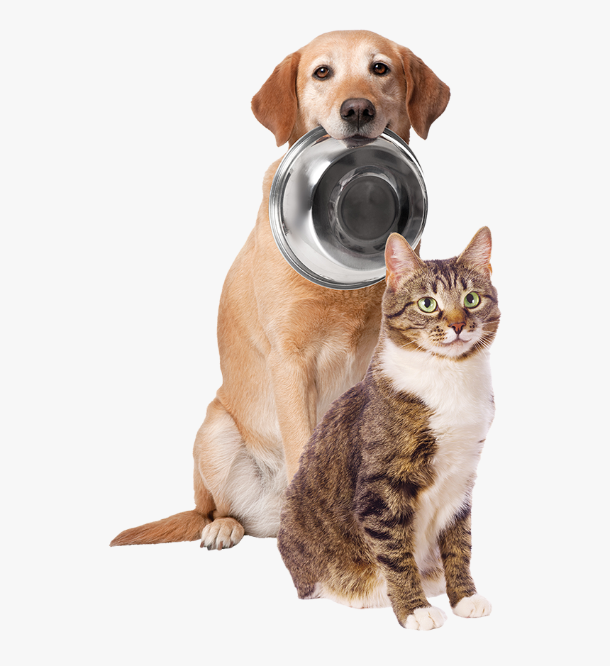 Whole Food Nutrition Dog And Cat - Dog, HD Png Download, Free Download