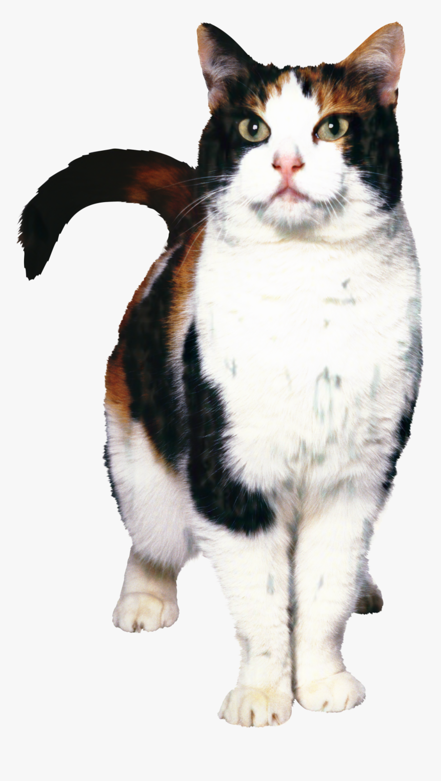 Cat Food Dog Kitten Norwegian Forest Cat Pet - Cat And Dog, HD Png Download, Free Download
