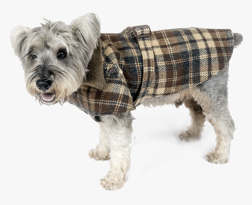 Lucho Tash Plaid Coat 1000 1000 3 Rev - Companion Dog, HD Png Download, Free Download