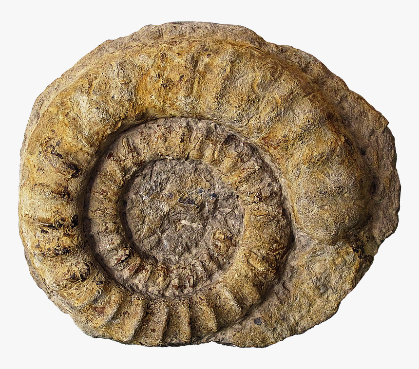 Fossil Png Page - Fossil Png, Transparent Png, Free Download