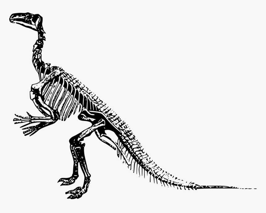 Transparent Background Dinosaur Skeleton Clipart, HD Png Download, Free Download