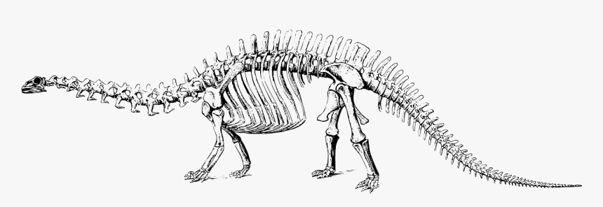 Black And White Dinosaur Fossil Clipart, HD Png Download, Free Download