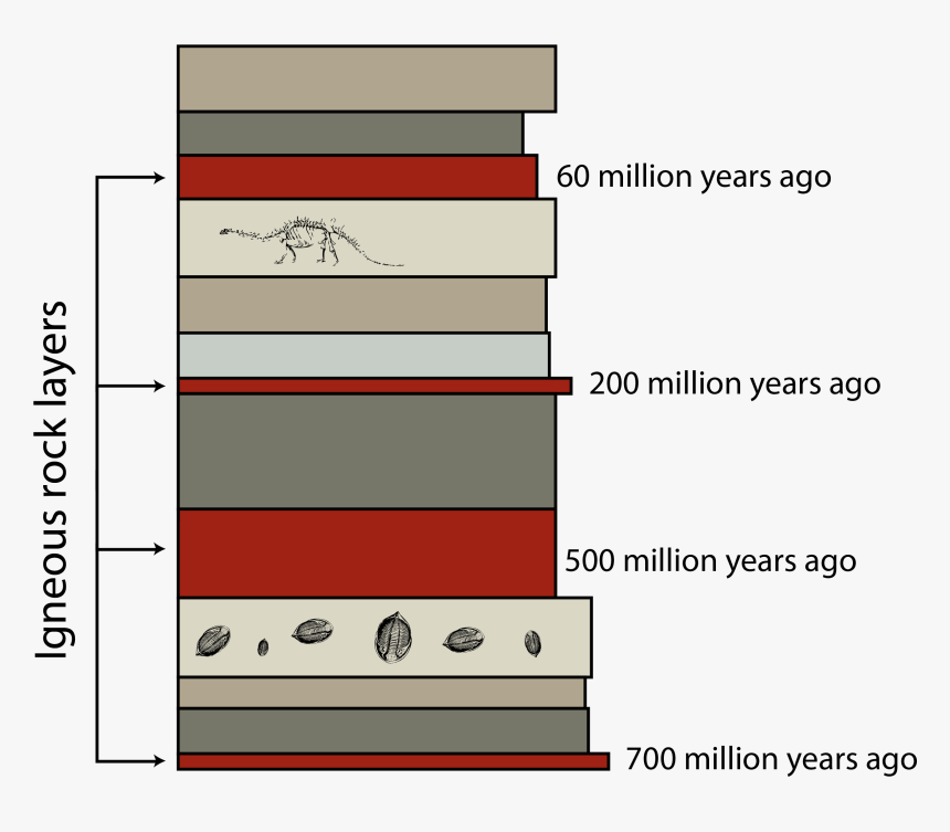 Relative Dating Of Fossils - Relative Dating, HD Png Download, Free Download