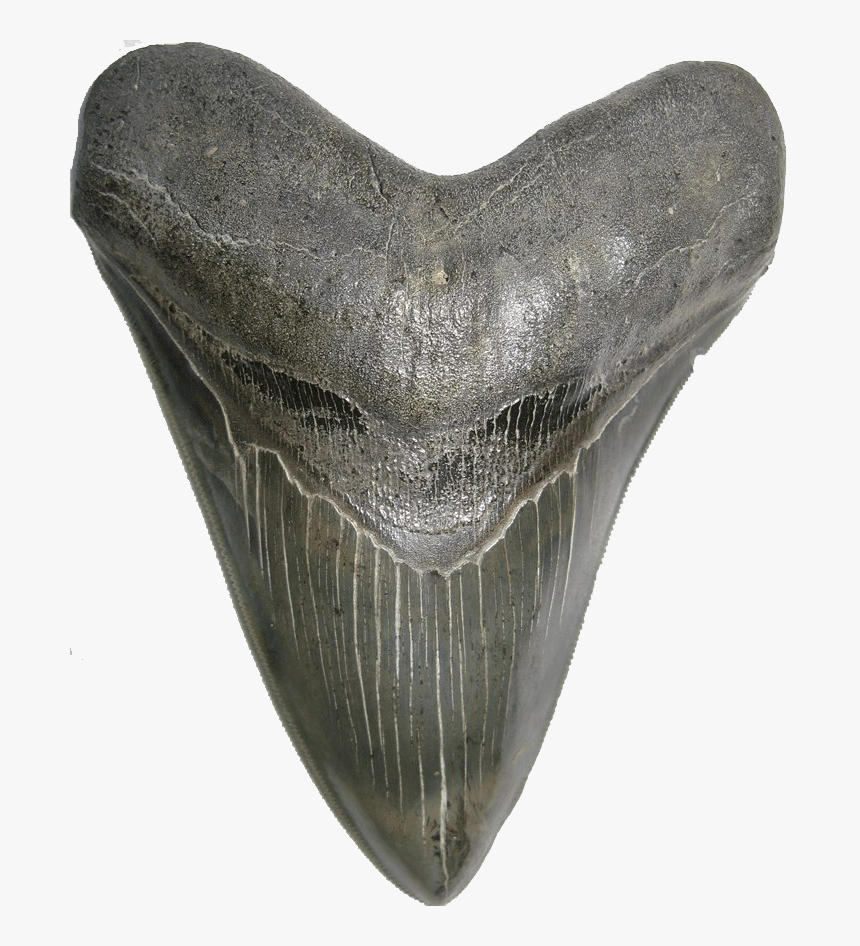 Shark Teeth Png High-quality Image - Grey Whale, Transparent Png, Free Download