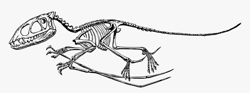 Transparent Skeleton Arm Png - Dinosaur Skeleton Pterodactyl Transparent, Png Download, Free Download