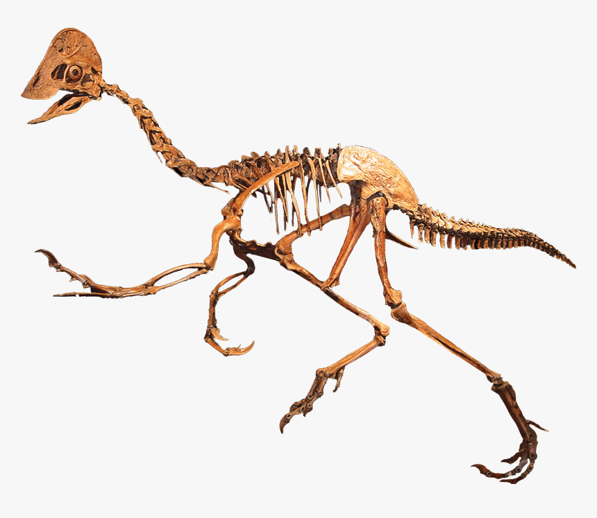Oviraptorid Clean - Dinosaur With Beak, HD Png Download, Free Download