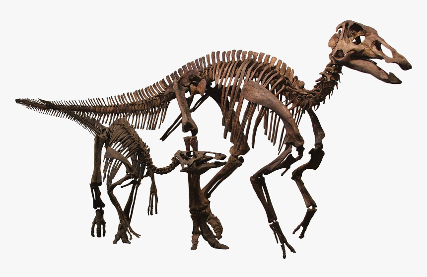 Rmdrc-1200x755 - Edmontosaurus Skeleton, HD Png Download, Free Download