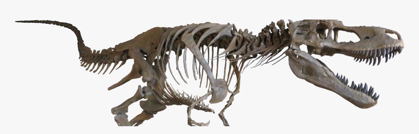 Daspletosaurus Torosus, Mounted Theropod Dinosaur Replica - Dinosaur Bones No Background, HD Png Download, Free Download