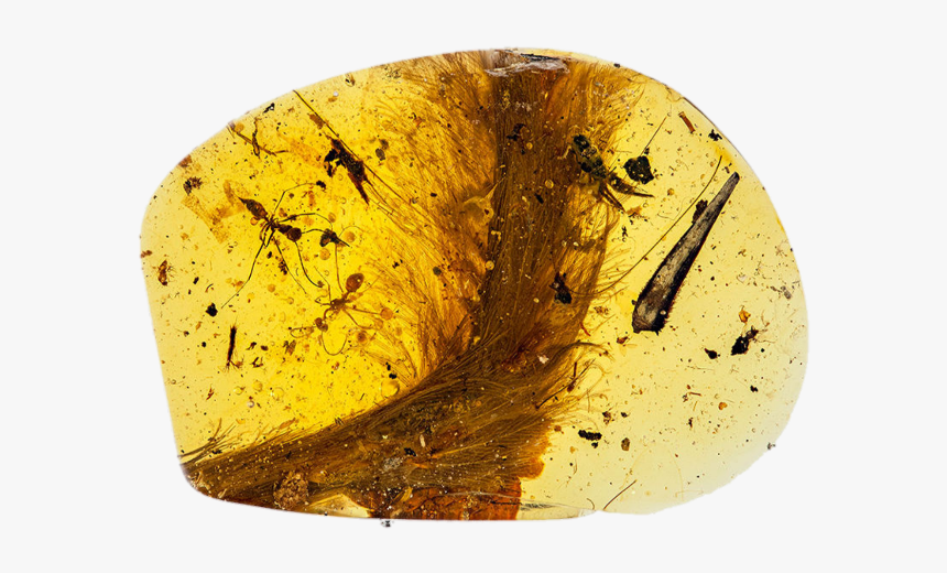 #fossil #amber #aesthetic #png #niche - Dinosaur Tail Encased In Amber, Transparent Png, Free Download