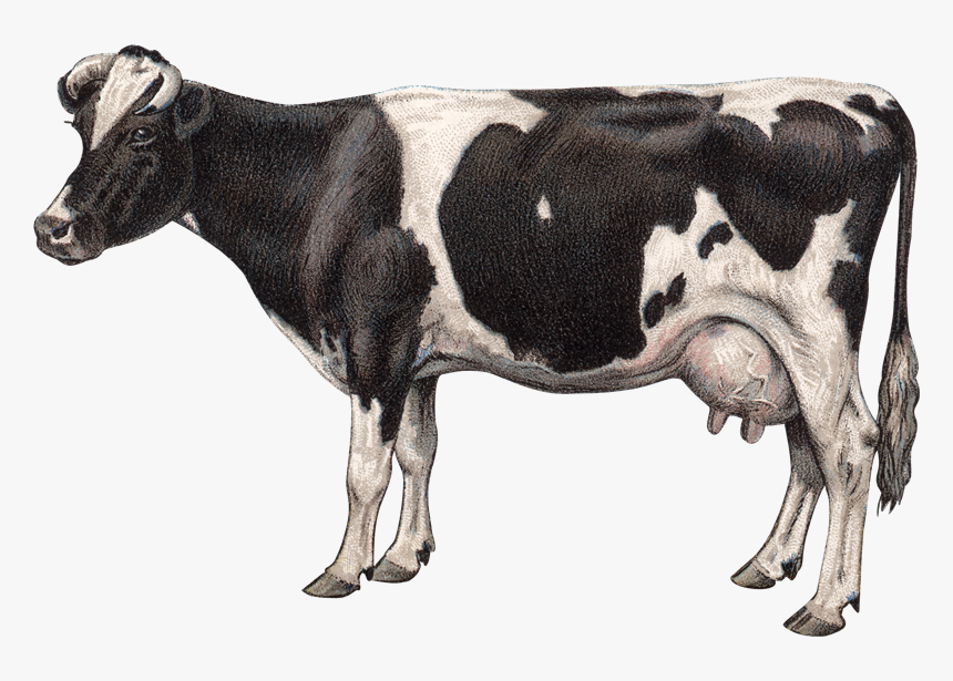 Jersey Cattle Goat Milk Dairy Cattle Clip Art - Ubre Blanca Statue, HD Png Download, Free Download