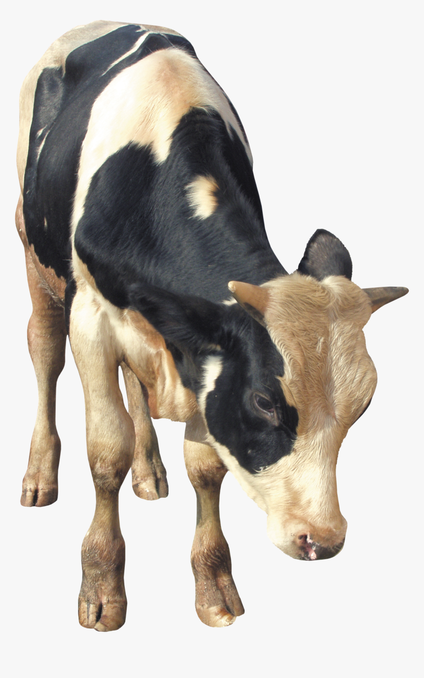 Find The Cow Png - Cattle, Transparent Png, Free Download
