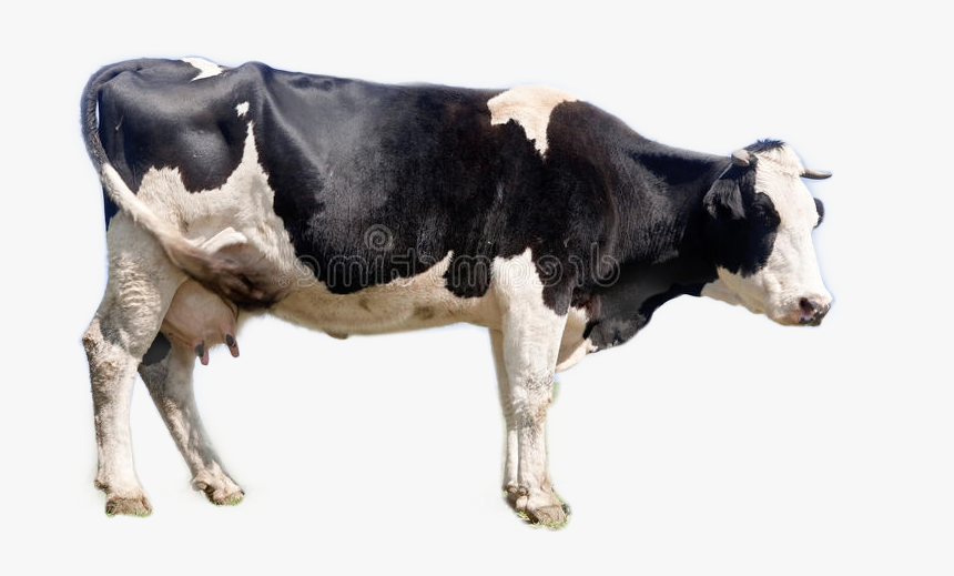 Cow Freetoedit - Dairy Cow, HD Png Download, Free Download