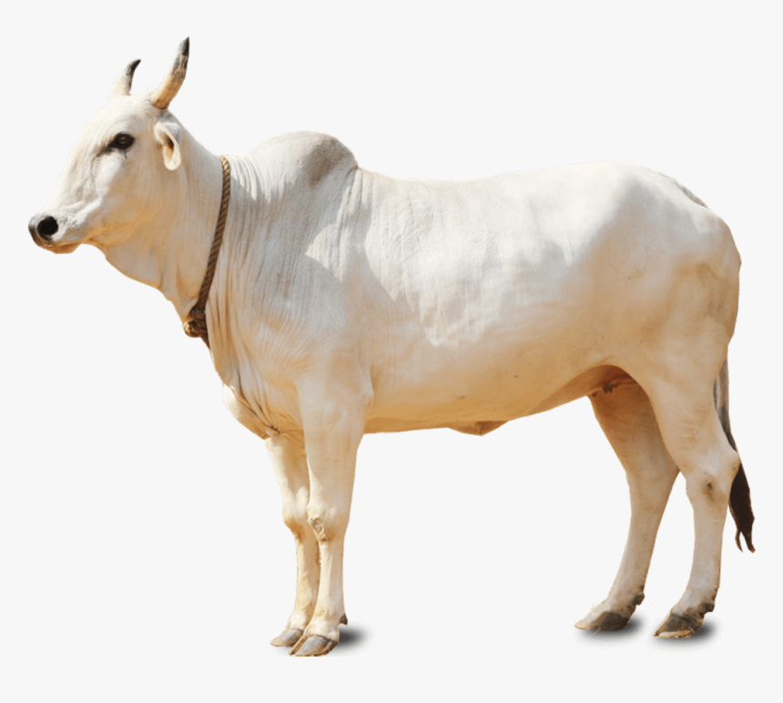 White Cow Png, Transparent Png, Free Download