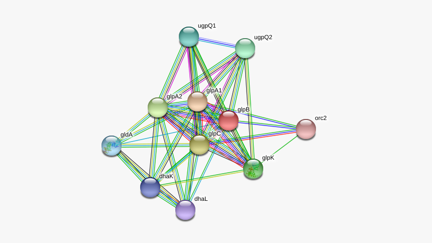 Glpb Protein - Circle, HD Png Download, Free Download