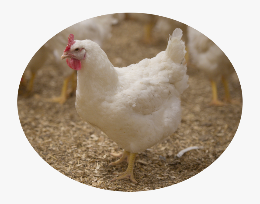 Ontario Hatching Egg Chick - Chicken, HD Png Download, Free Download