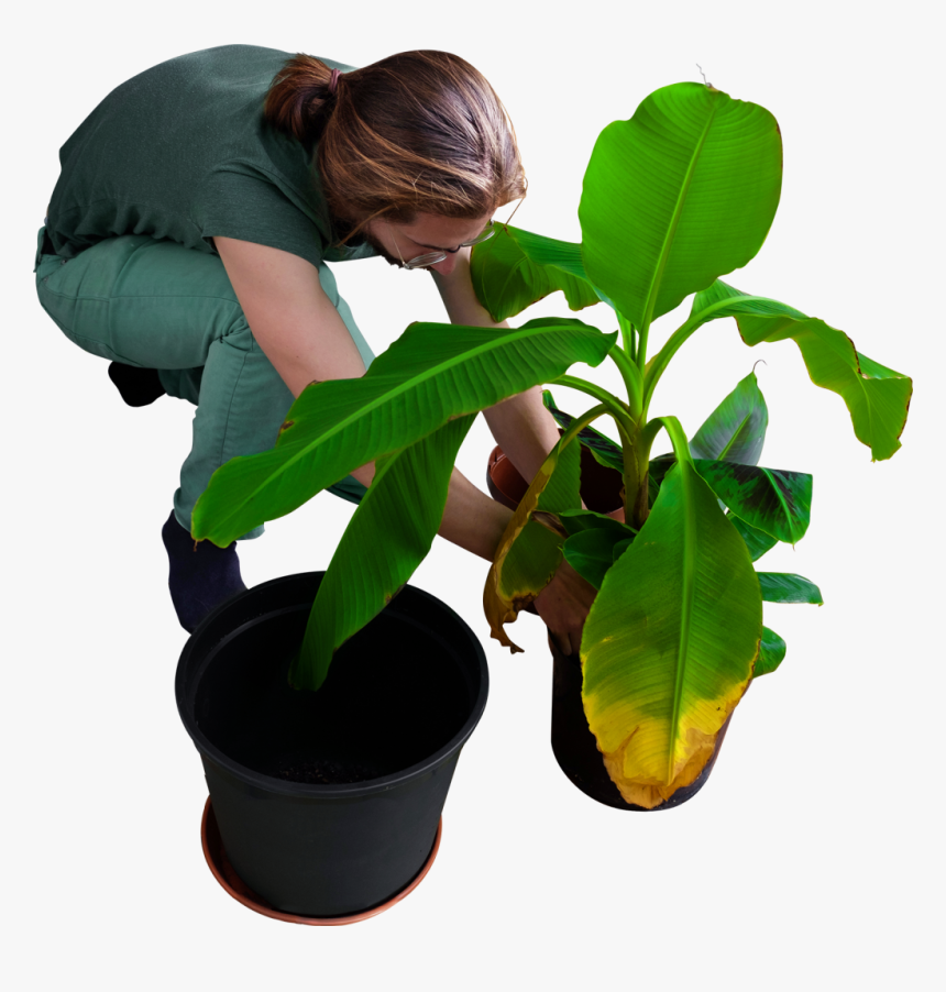 Planting A Tree Png, Transparent Png, Free Download