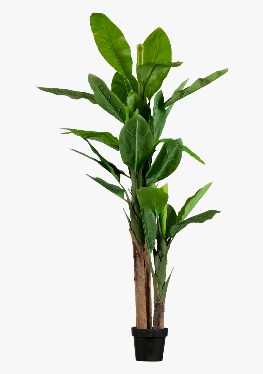 Banana Xl - Bananenplant Kunst, HD Png Download, Free Download