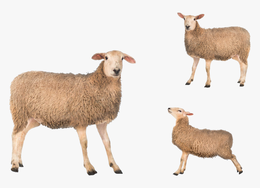 Mouton Détouré Png, Transparent Png, Free Download