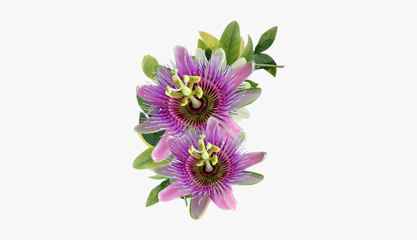 Passion Flower Png, Transparent Png, Free Download