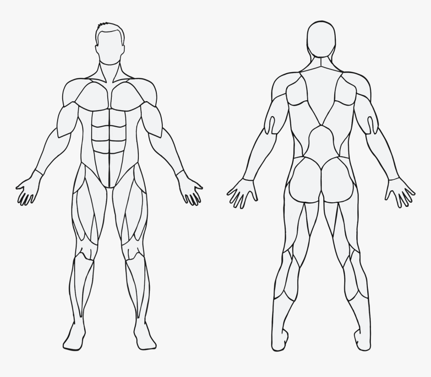 Blank Muscles In The Body, HD Png Download, Free Download