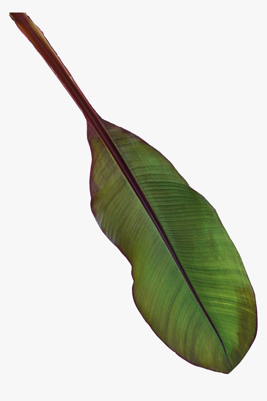 Ensete, HD Png Download, Free Download