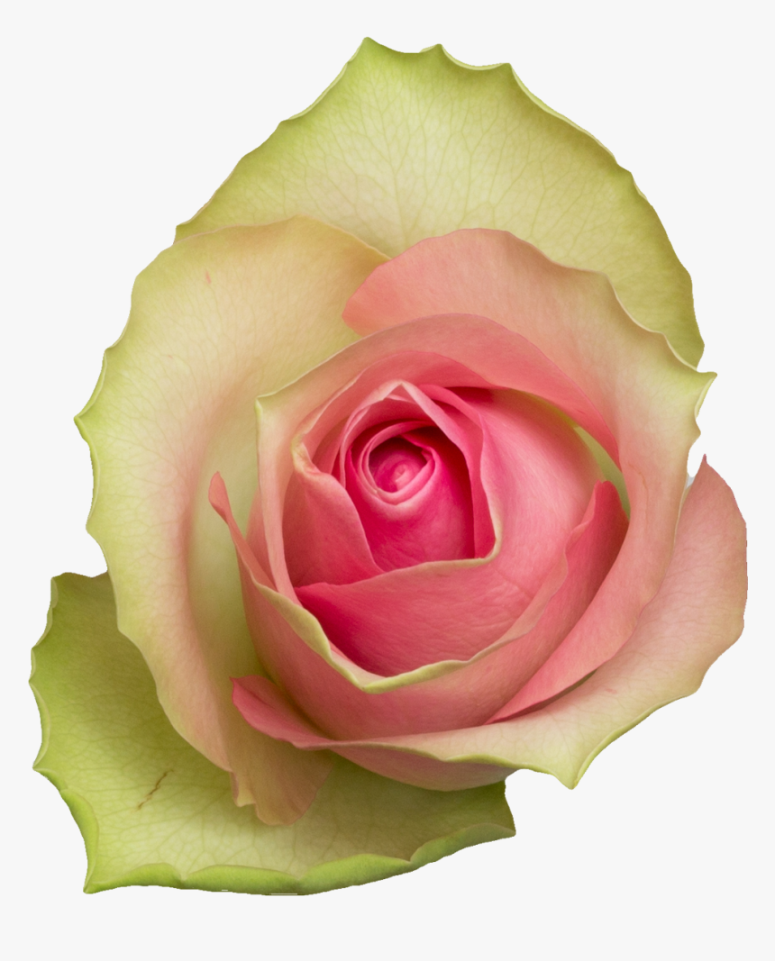 Bellevue-a - Hybrid Tea Rose, HD Png Download, Free Download