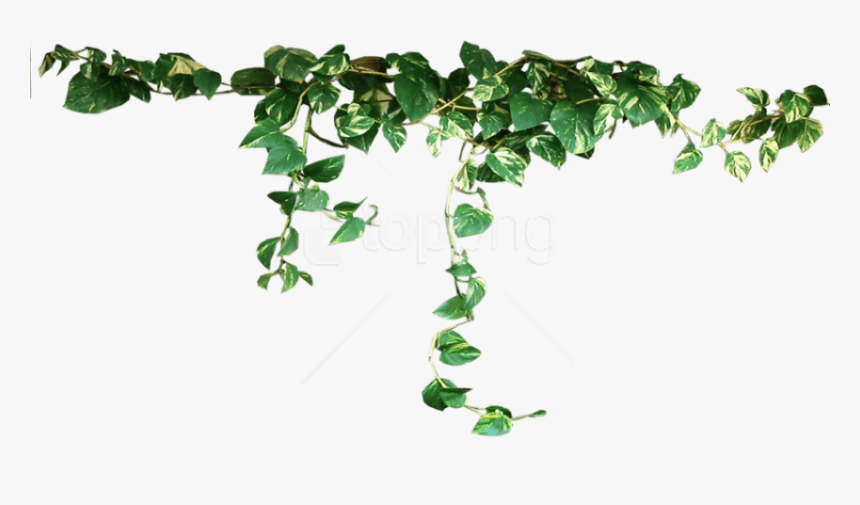 Download Plants Png Images Background - Plant Png, Transparent Png, Free Download