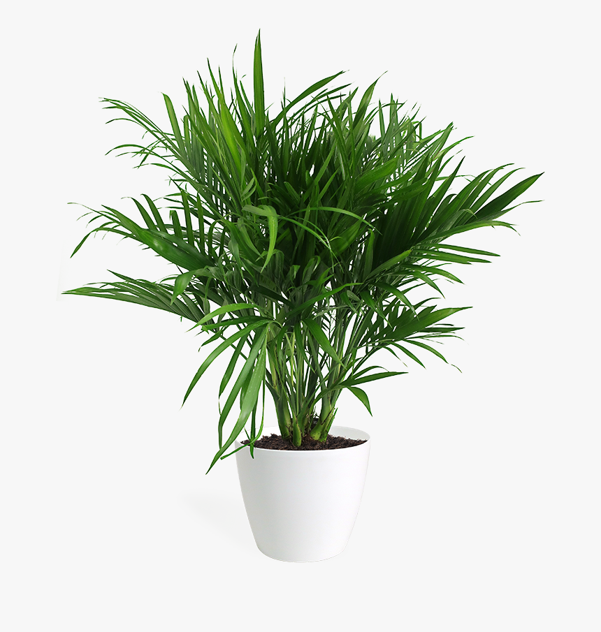 Flowerpot, HD Png Download, Free Download